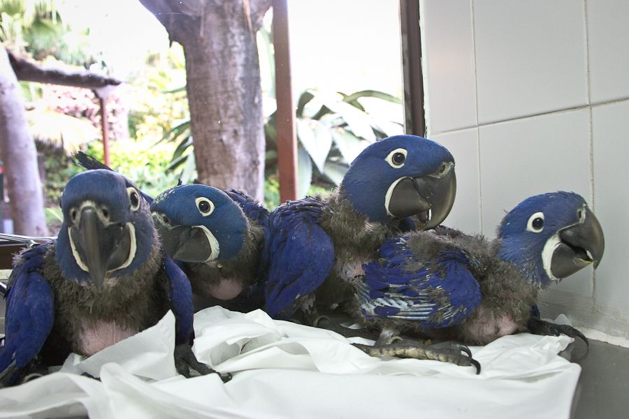 Four young Hyacinthine macaws