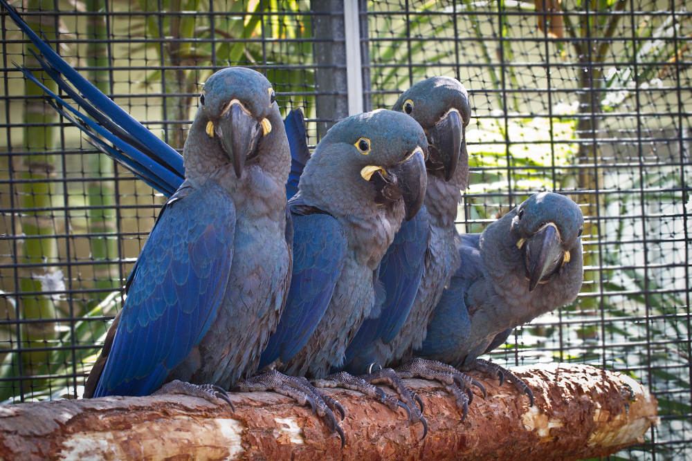 Four Lear's Macaws bred at Loro Parque