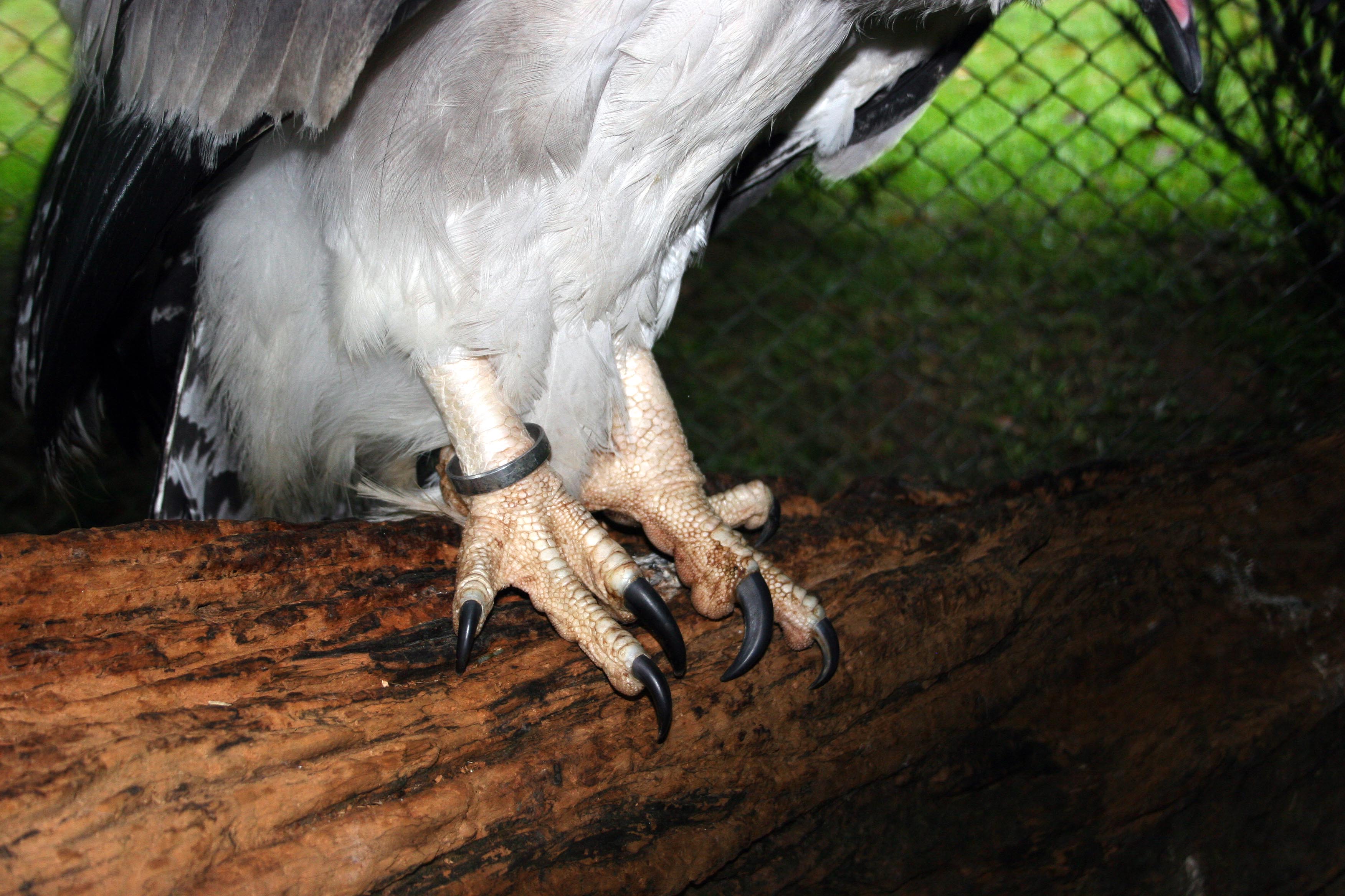 Harpy Eagles' claws