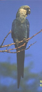 The only captive Spix's Macaw back into the wild