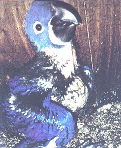 A young macaw in an artificial nestbox