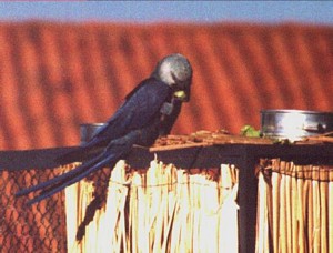 The female feeding on top of the young male's aviary