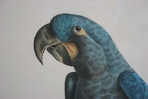 Head study of left image