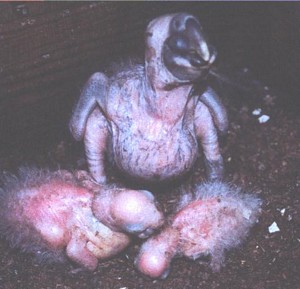 First time known occurrence of triplets in nestbox