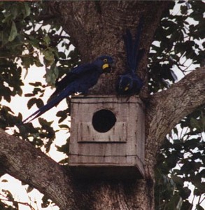 Pair inspecting nestbox