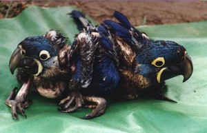 Young siblings from breeding season