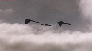 Same parents with slightly older sibling, which flew the nest successfully