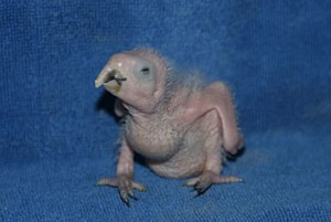 Twoo weeks macaw