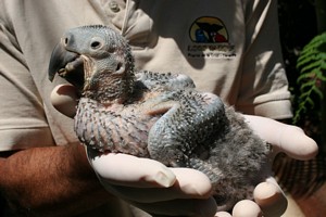 Three weeks old Lear's Macaw