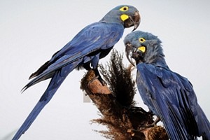 Two Lear's Macaws