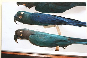 Glaucous Macaw specimens with a Lear's Macaw