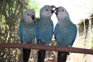 Three young females at Loro Parque