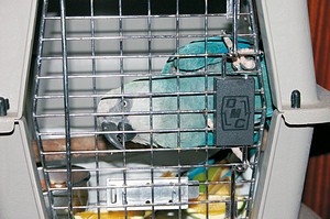 Travel with Macaw