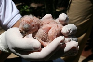 13 days old new arrival