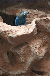 Lear's Macaw in the artificial rock-face