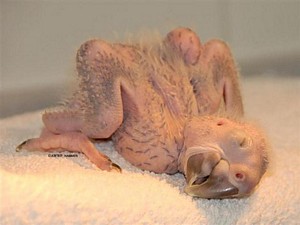 16 day old macaw
